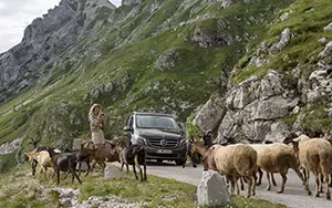 Обои автомобили Mercedes-Benz Marco Polo 250 BlueTEC - 2014